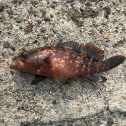 白杉漁港アジング