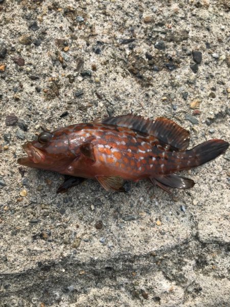 白杉漁港アジング