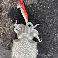 夕まずめ1時間エギング