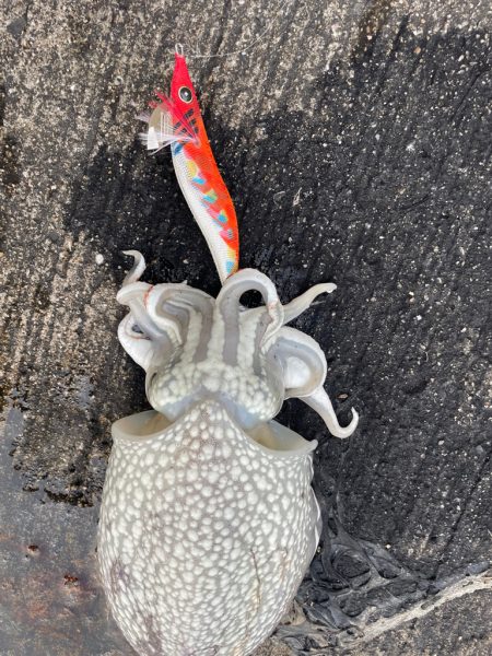 夕まずめ1時間エギング