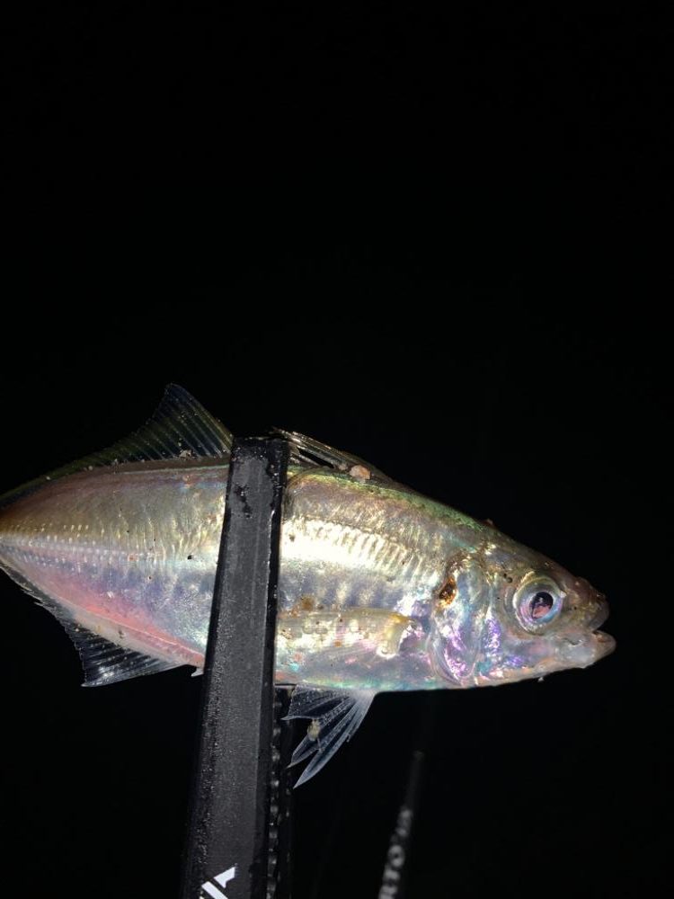 久々のアジングでまさかのキスも