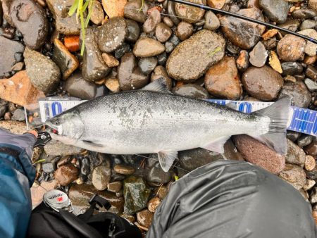 ショア　サクラマス