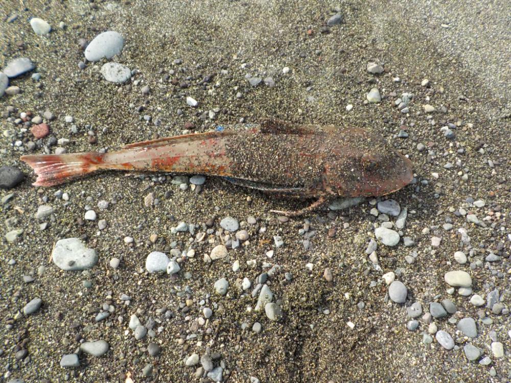 ホウボウとサメが釣れました