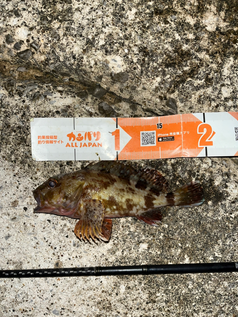 ガシラ活性高し