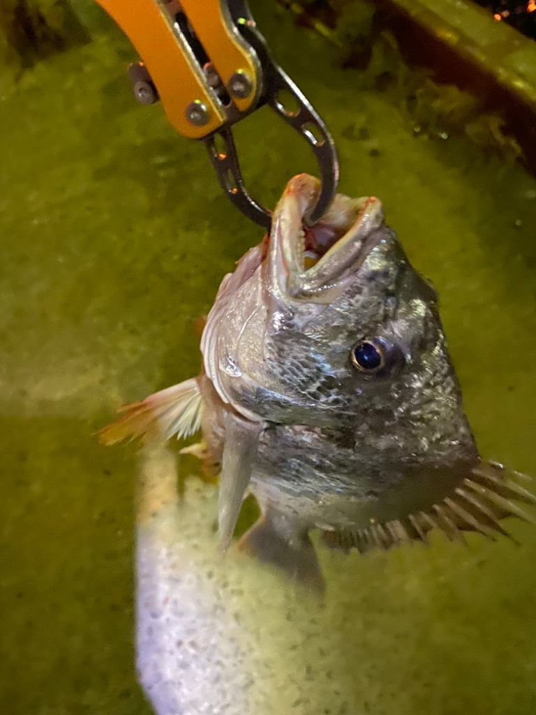 ヘチってきました