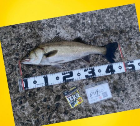 ウキが消し込み下へと引き込む