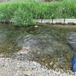 芹川での小鮎釣り