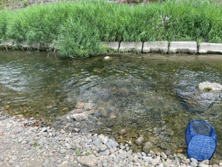 芹川での小鮎釣り