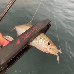 アジが居ないので