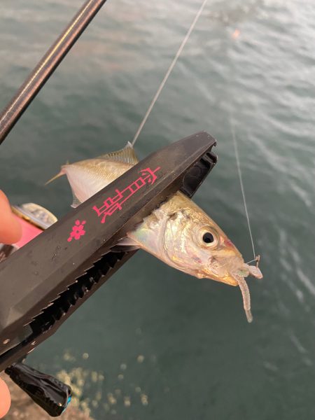 アジが居ないので