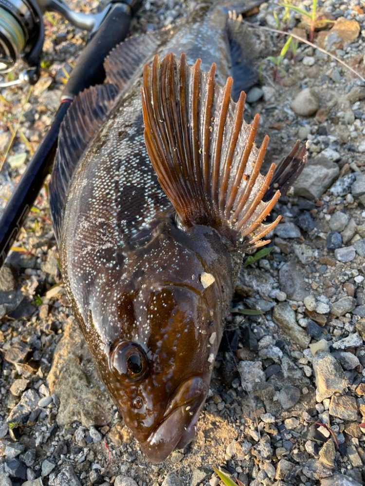 ロック、メバリング