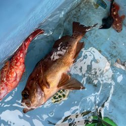 ロックフィッシュは安定