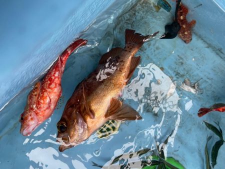 ロックフィッシュは安定