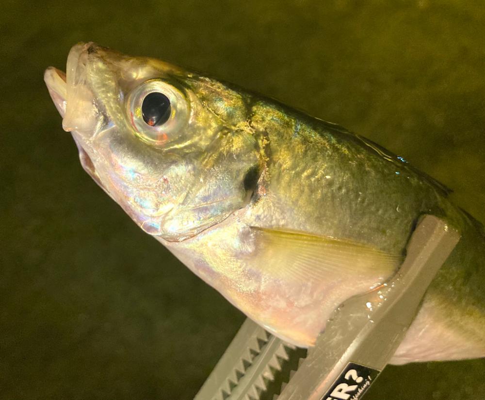 なんとか、ポツポツ釣れた!