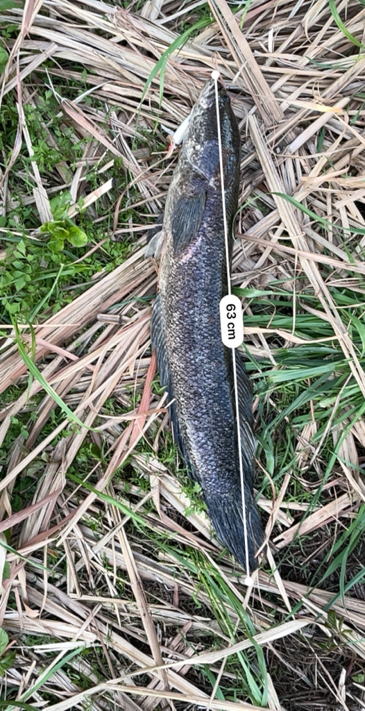 初めて雷魚釣れた