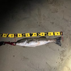 親父たちの釣行