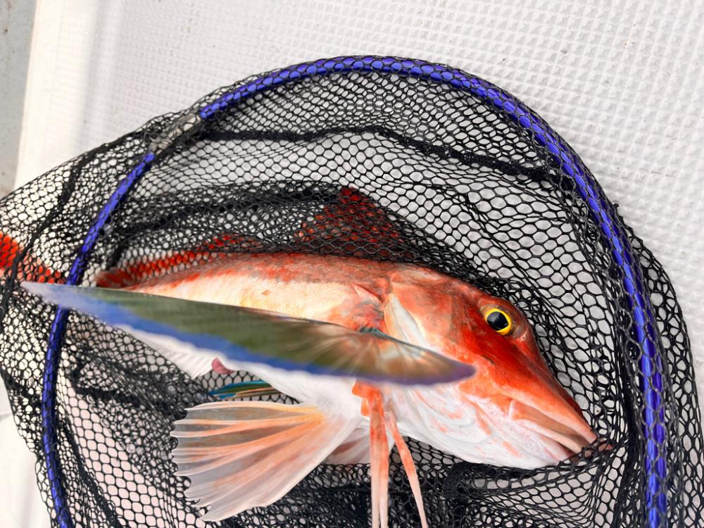 シロアマダイ釣り