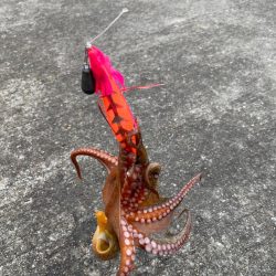 タコ釣り