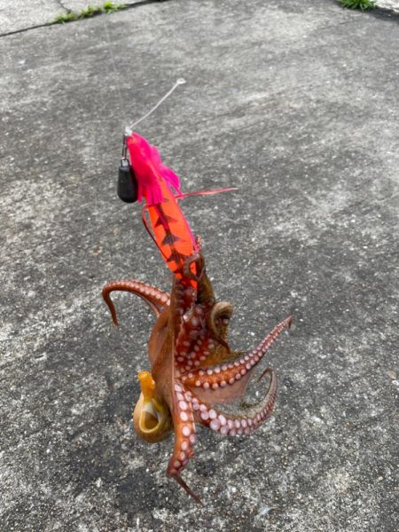 タコ釣り