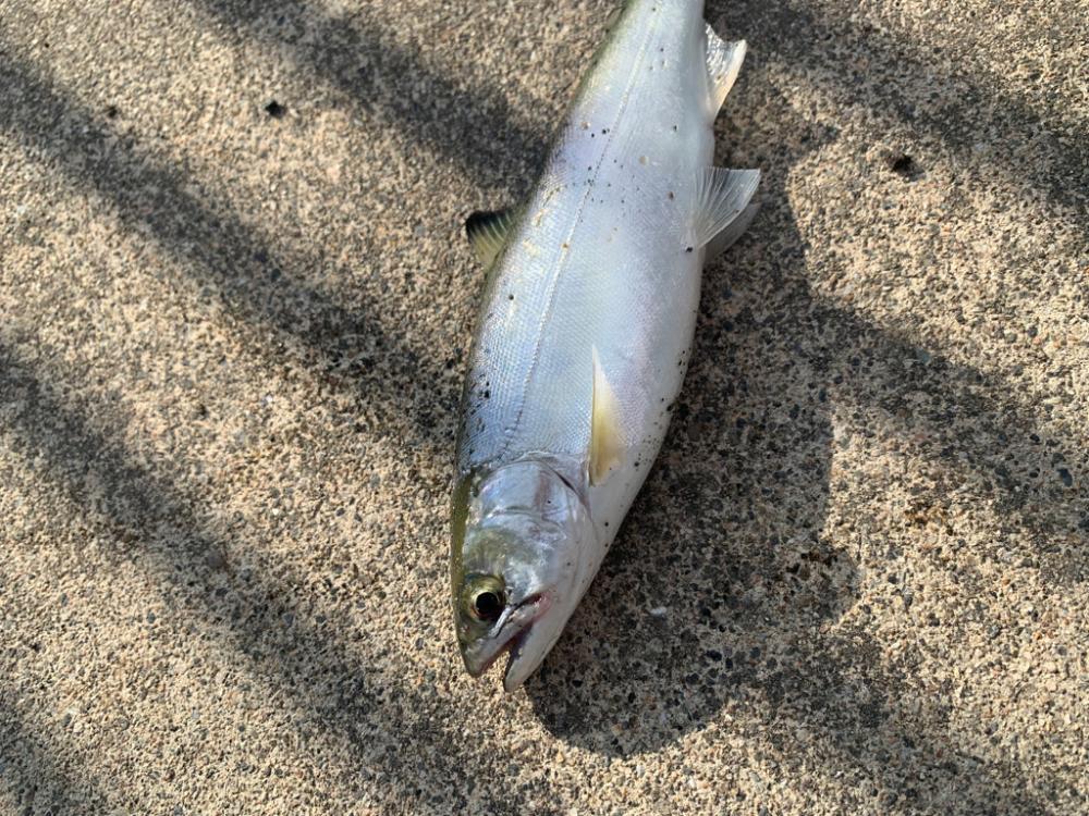 トラウトにはまって通う日々