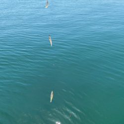 淡路島 津名港 キス釣り
