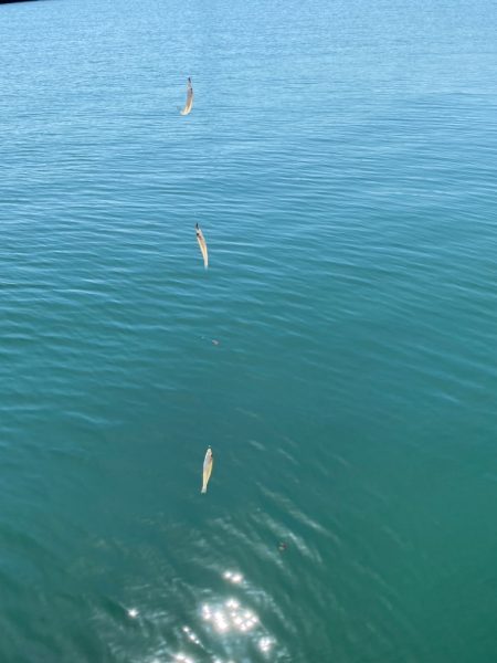 淡路島 津名港 キス釣り
