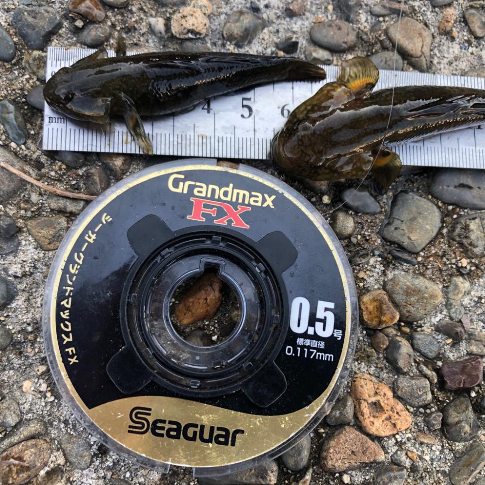 ハゼ釣り夕方のひと時(^ ^)