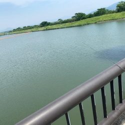 大量なお魚