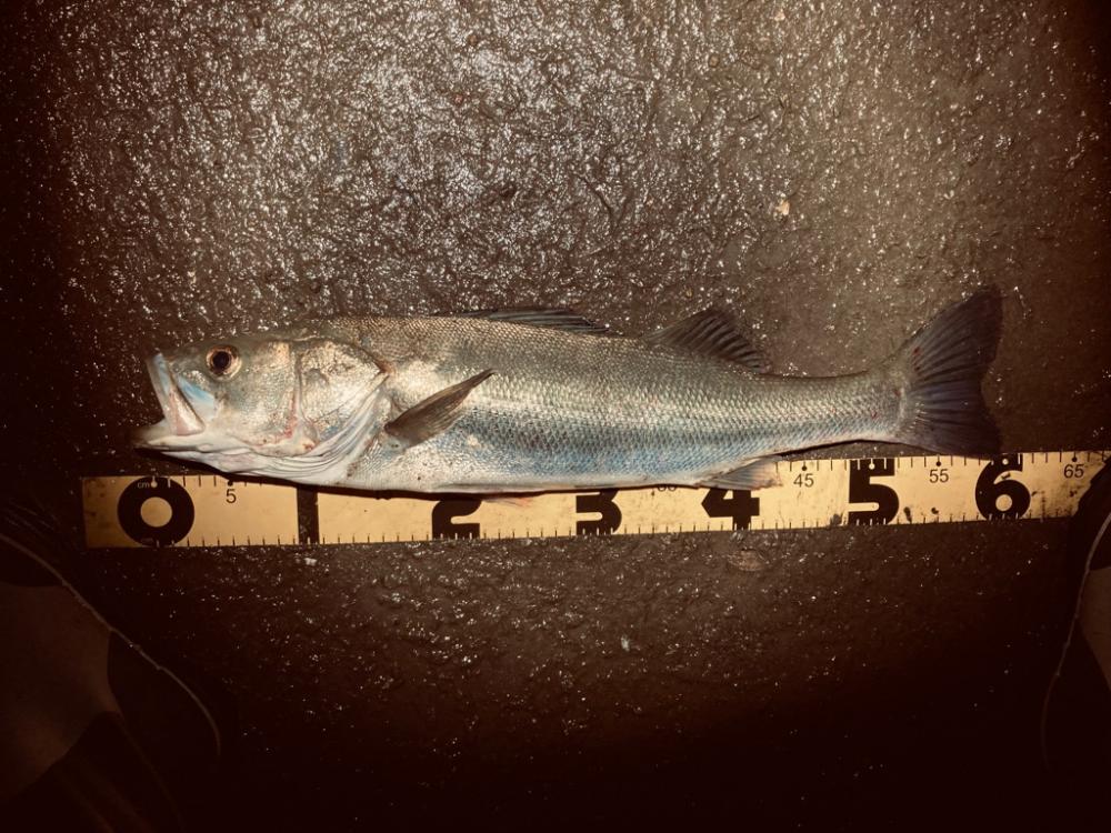 ナイトルアーフィッシング