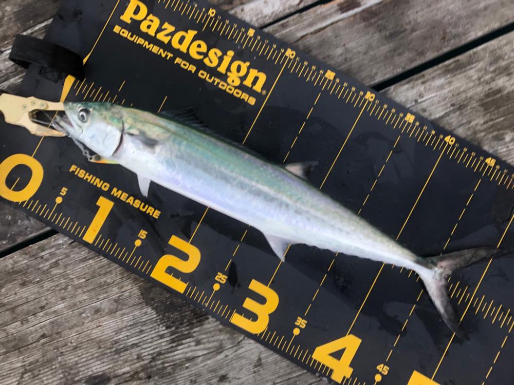 筏は裏切りません