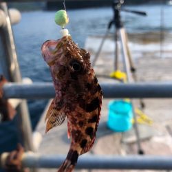 アオリ狙いが・・・