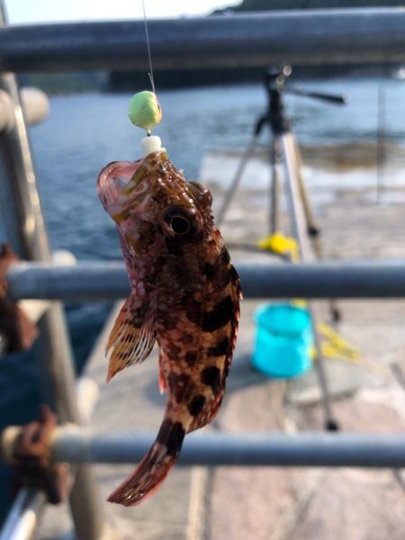 アオリ狙いが・・・