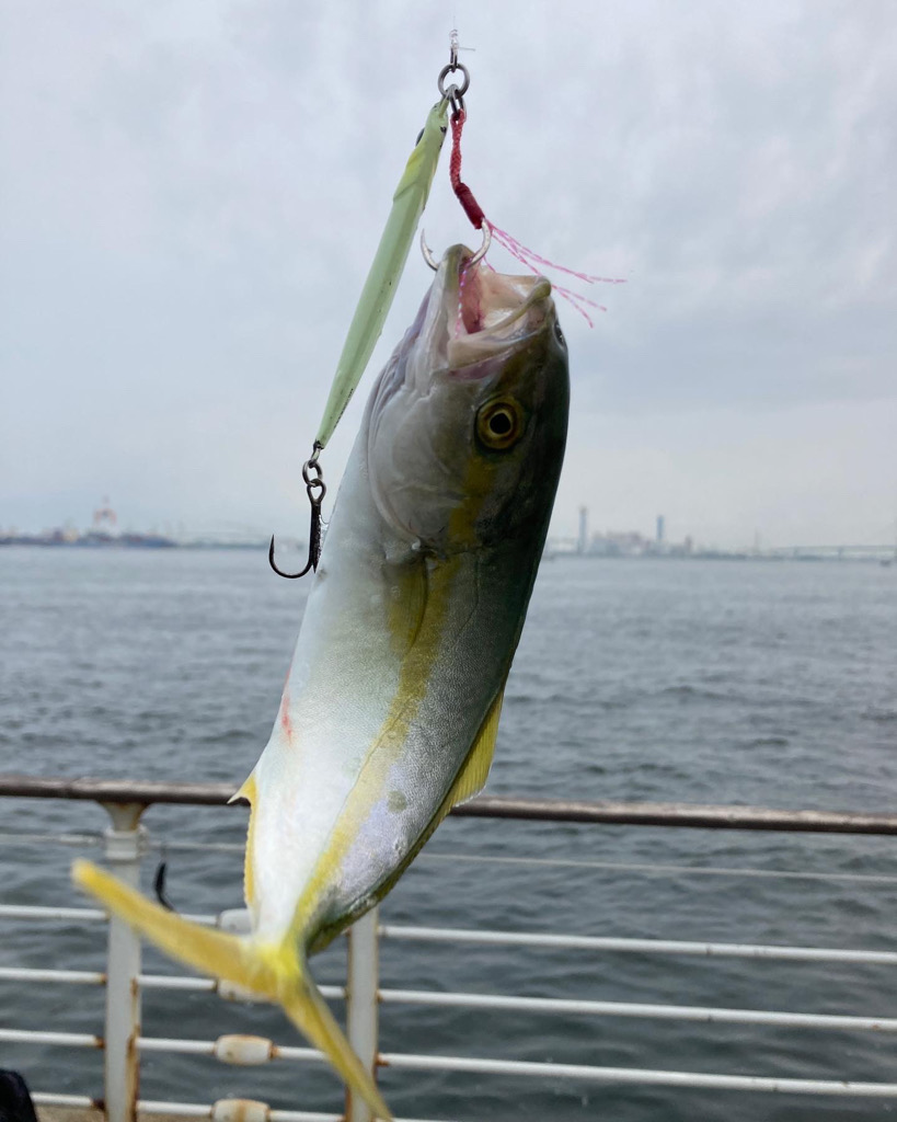 湾奥コスモにてツバス8匹。。