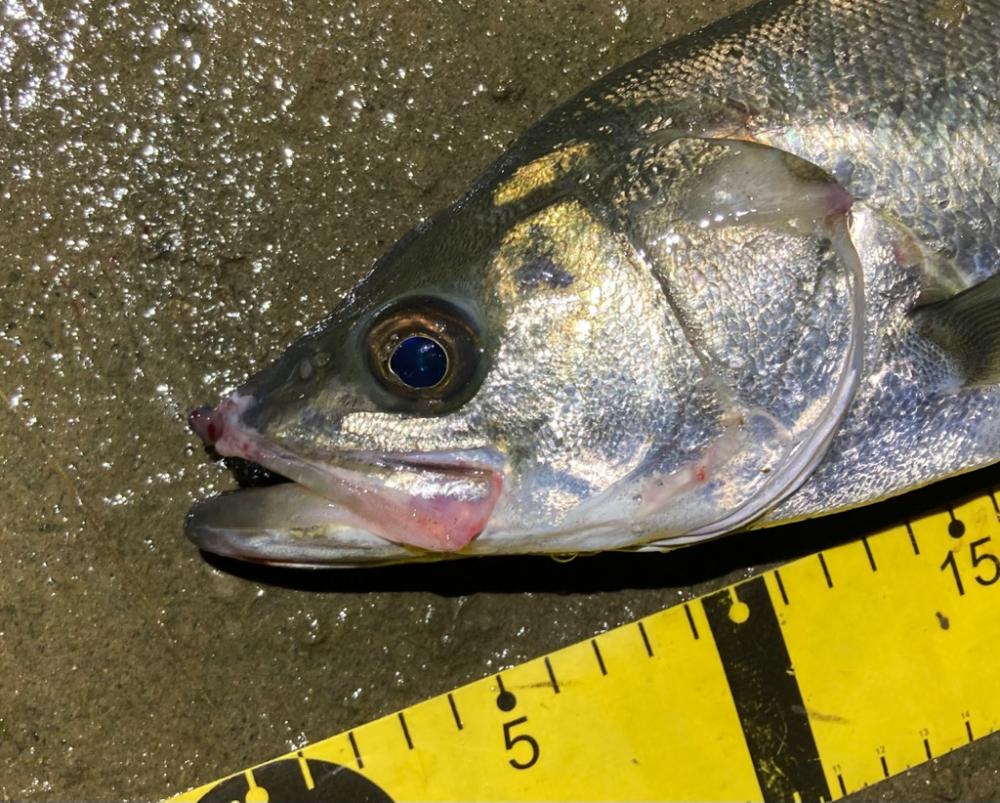 夜のルアーフィッシング