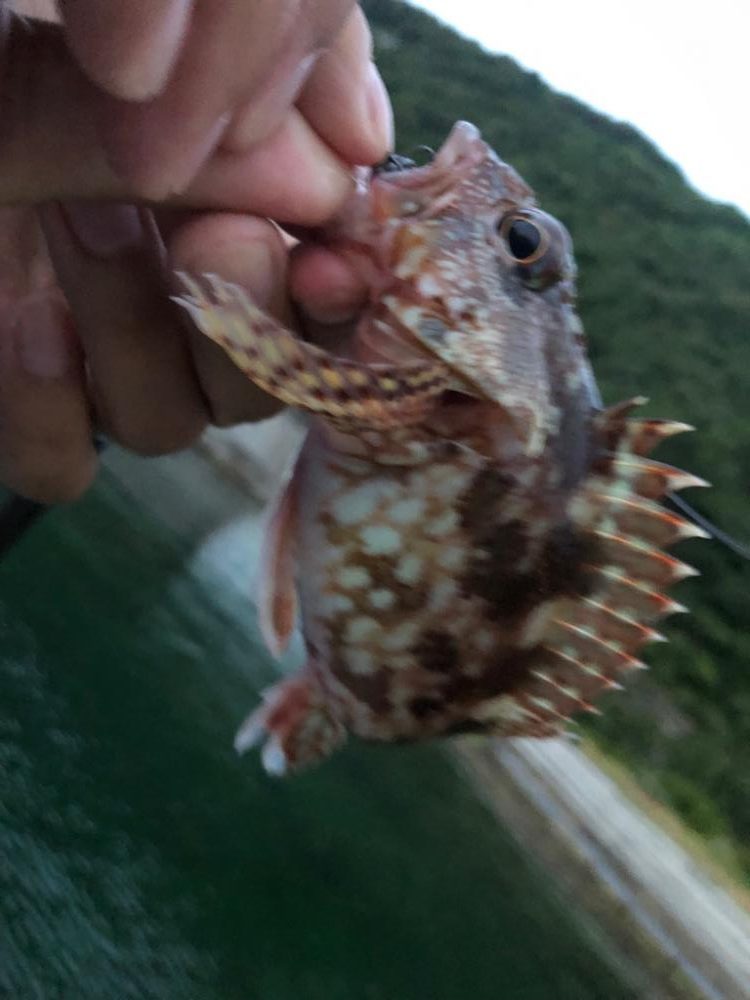 初めて釣りました🎣