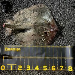 花水川河口:エイ