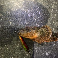 浜名湖でカサゴ