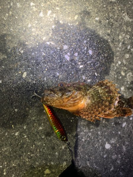 浜名湖でカサゴ