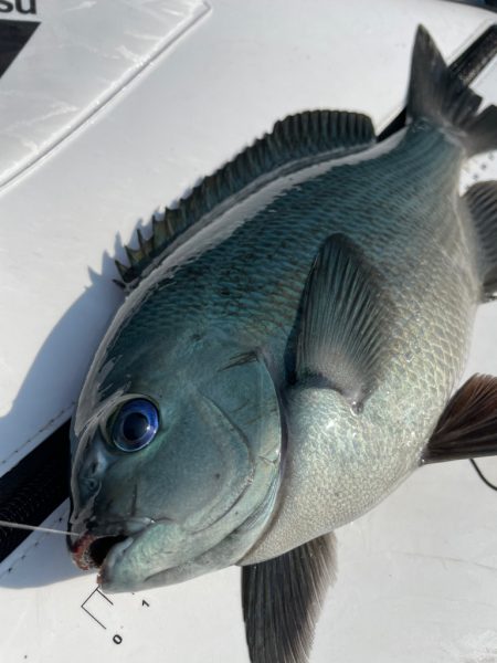 久しぶりの徳山へグレ釣りに❗️