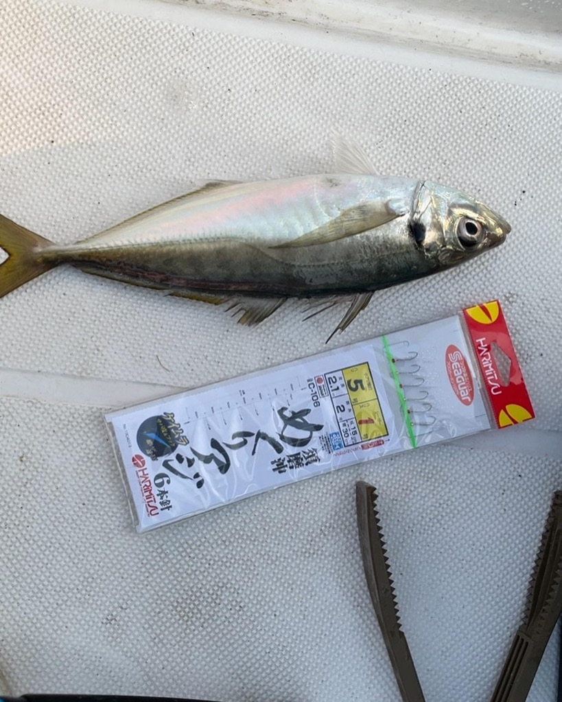 アジを釣るっ!