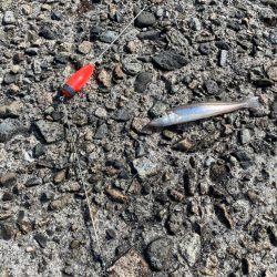 キス釣りシーズン到来 ちょい投げ