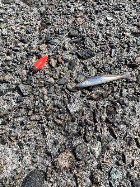 キス釣りシーズン到来 ちょい投げ