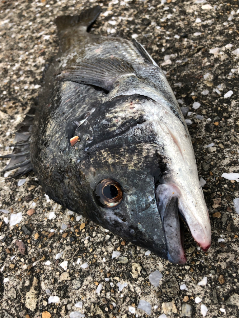 朝からエビ撒き