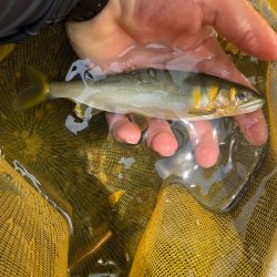 天川村　鮎釣り
