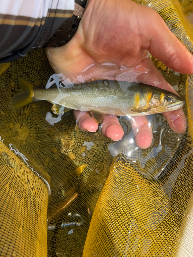 天川村　鮎釣り