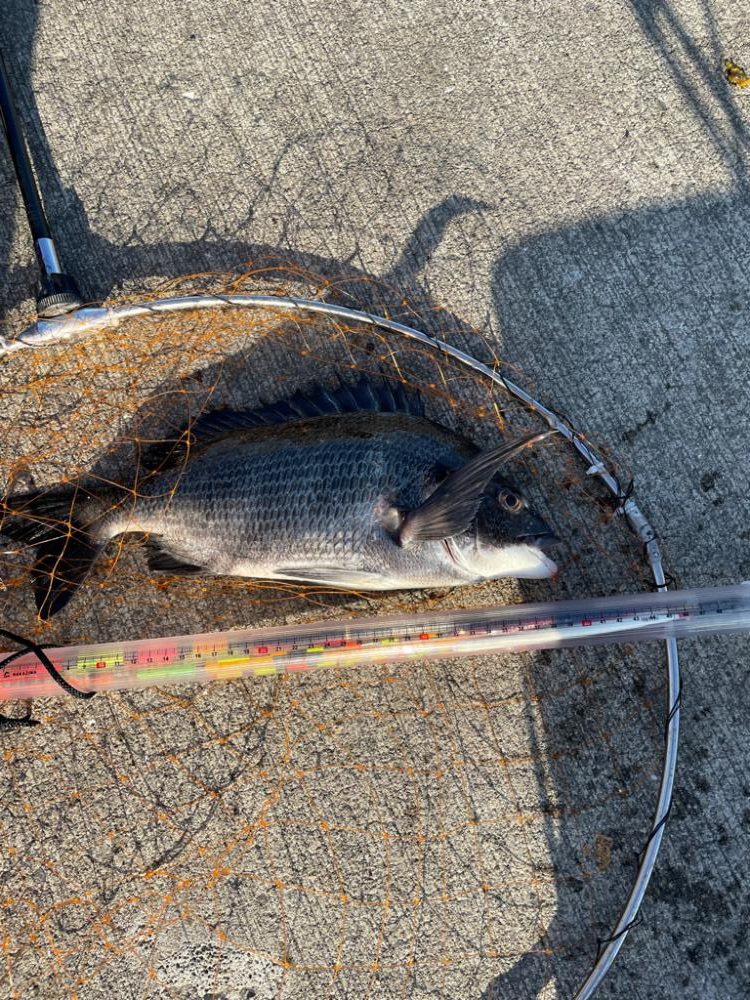 波止フカセで年無しチヌ狙い。