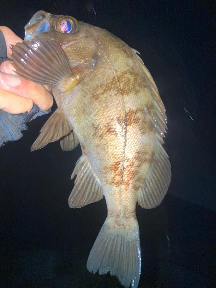 2022ライトゲーム第19戦