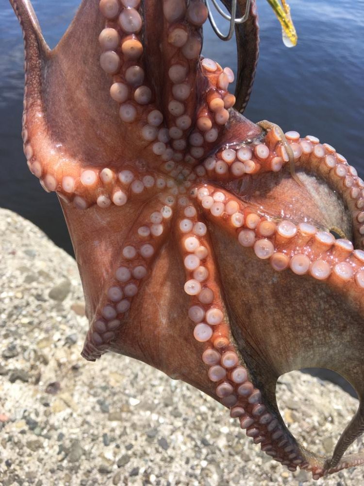 【タコフィネス】で計40杯弱・6kg以上