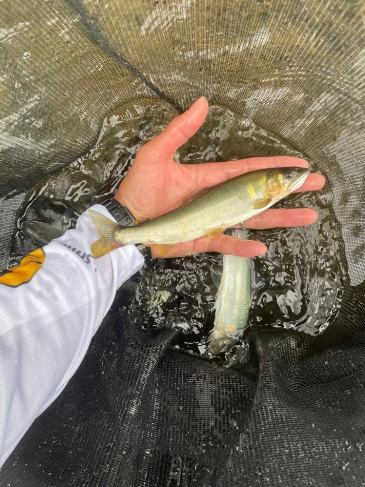 鮎シーズン本格始動‼︎