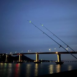 クロダイ、スズキ狙い